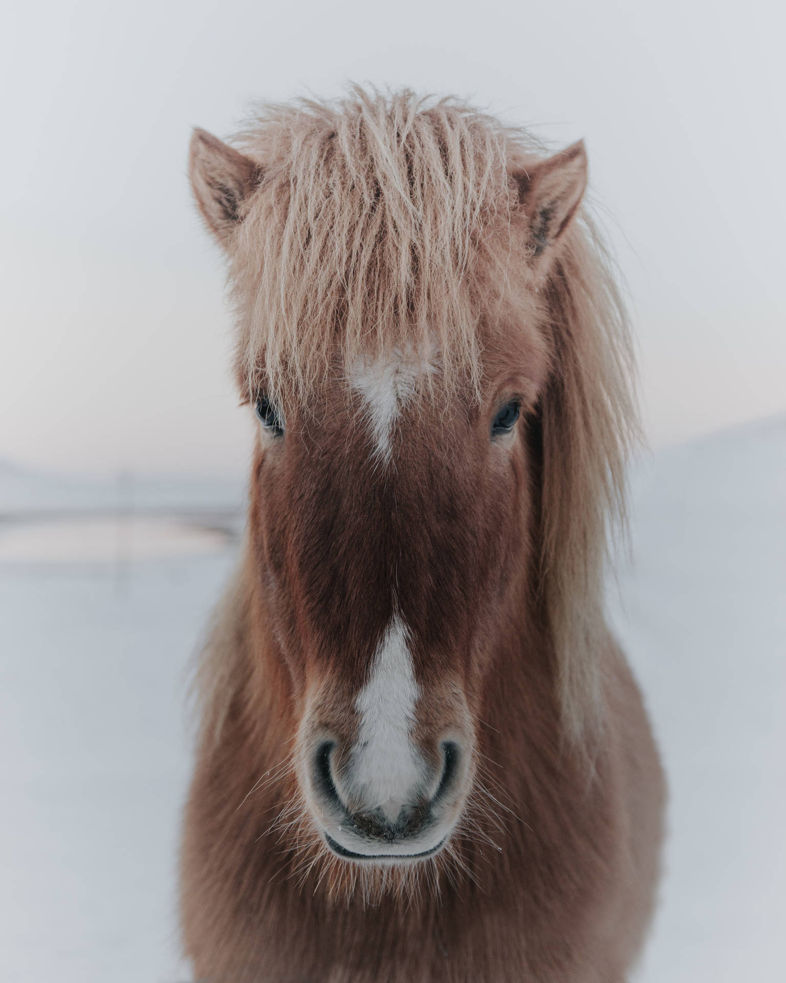 Icelandic Horse Face