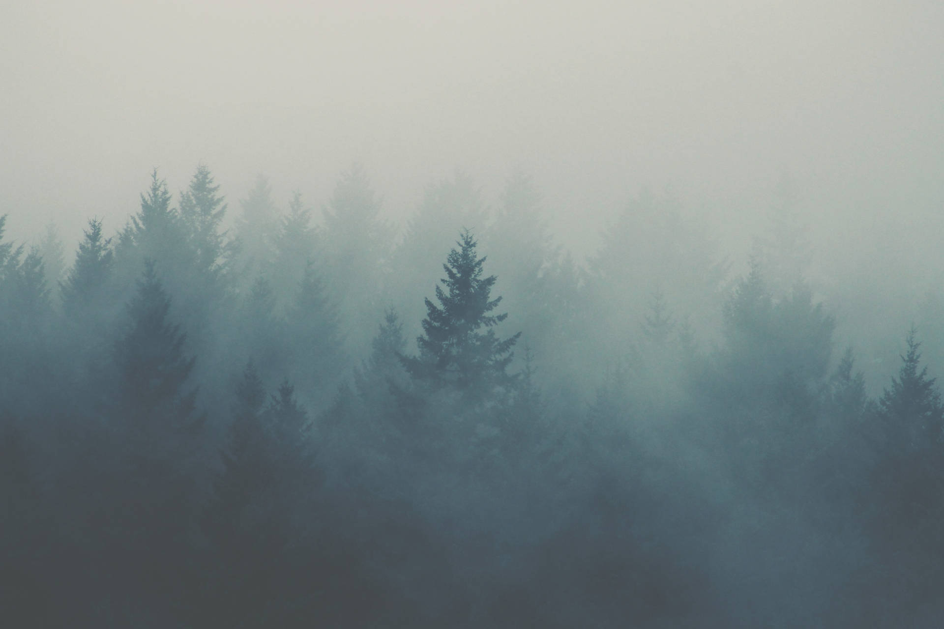 Iconic Foggy Forest Pine Trees Wallpaper