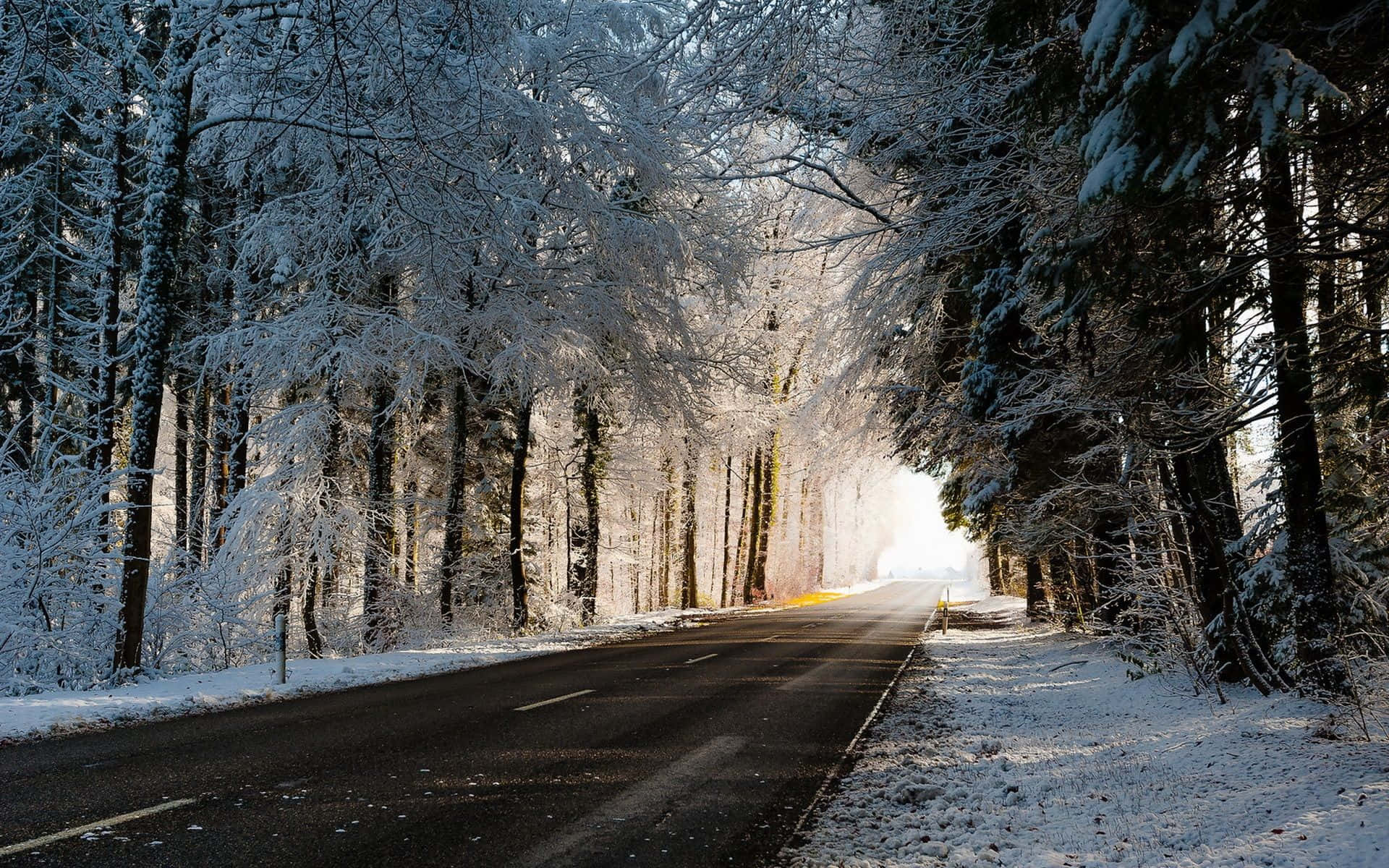 A captivating view of an icy road surrounded by snowy trees Wallpaper