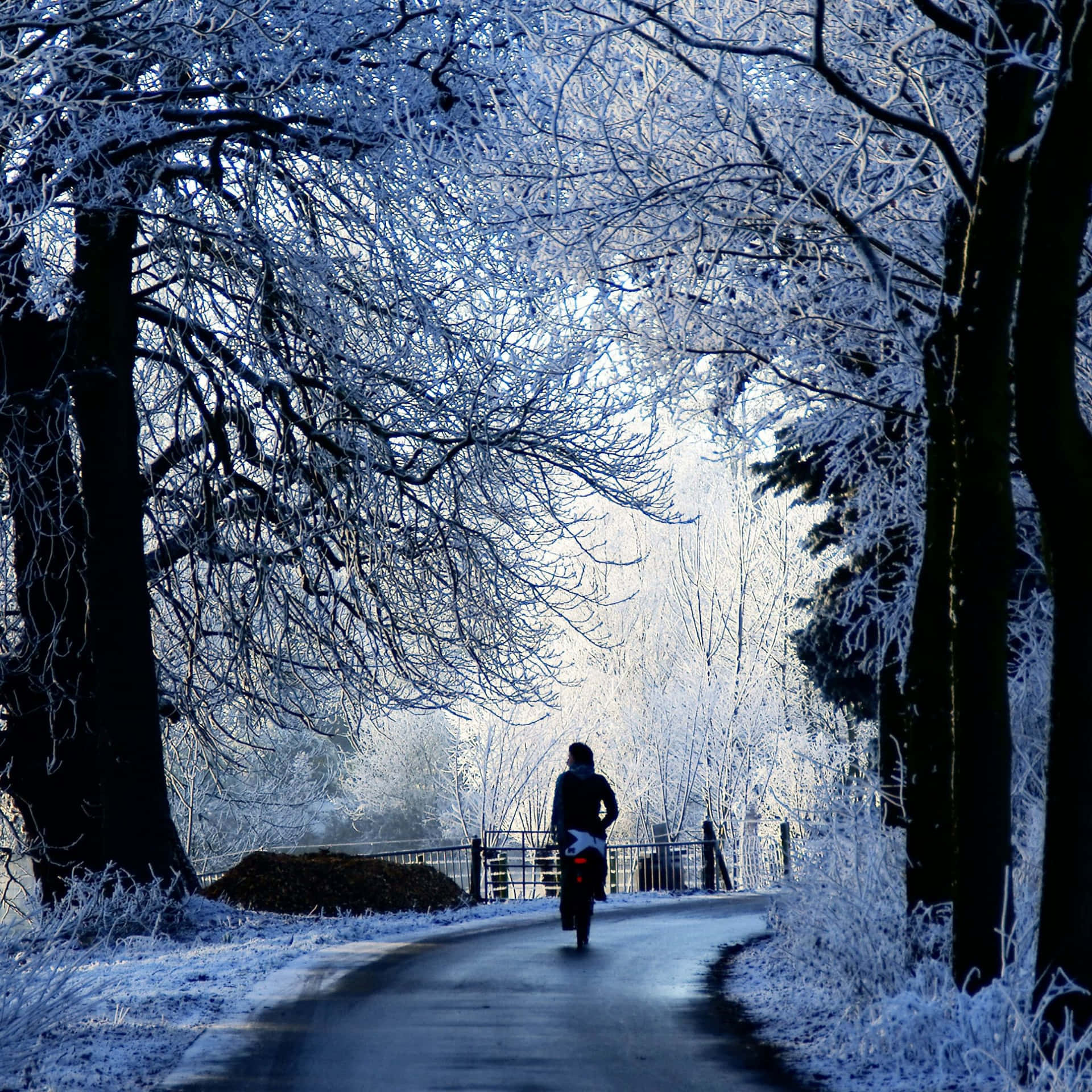 Caminohelado En Un Paraíso Invernal. Fondo de pantalla