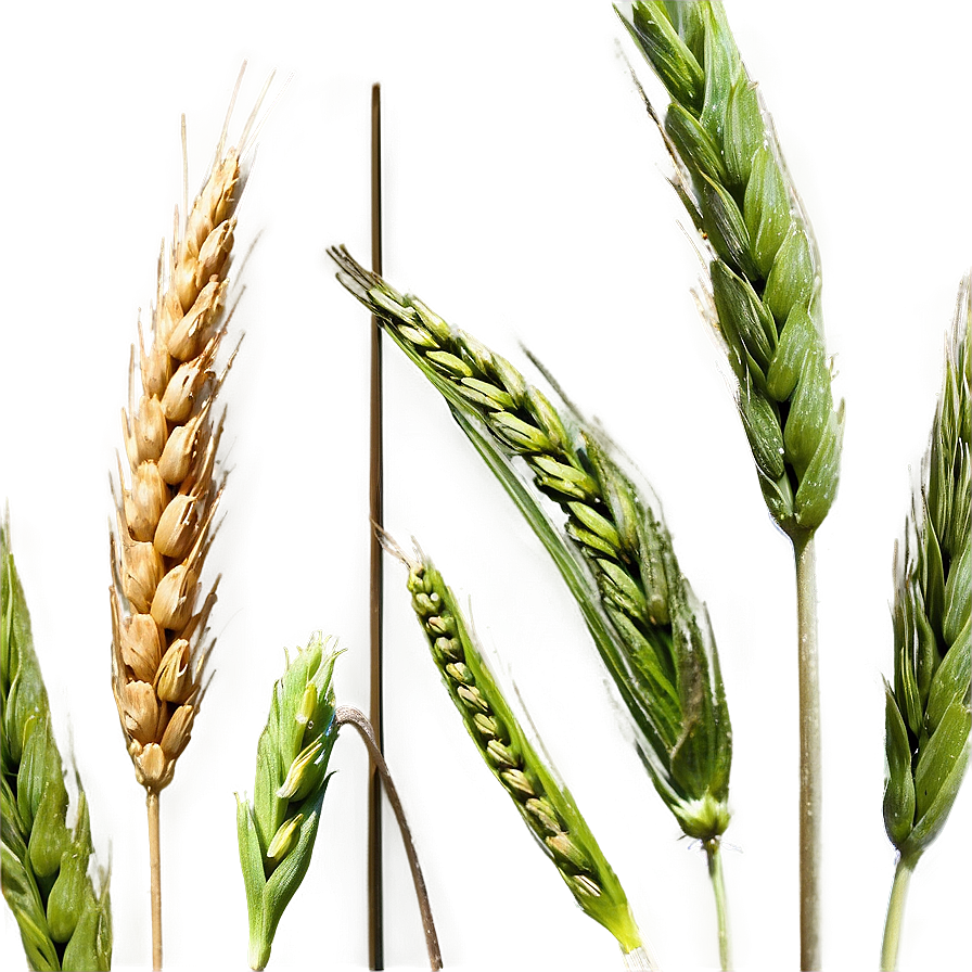 Idaho Agriculture Wheat Fields Png Qij PNG