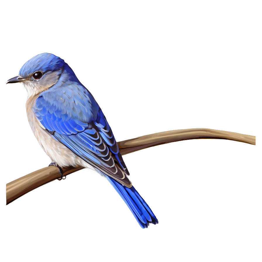 Idaho State Bird Mountain Bluebird Png 06122024 PNG