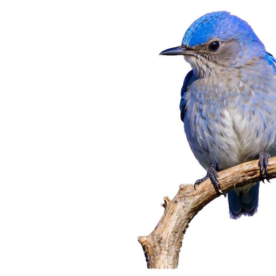 Idaho State Bird Mountain Bluebird Png Xsn PNG