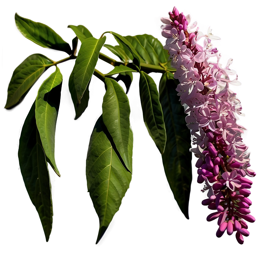 Idaho State Flower Syringa Png 57 PNG