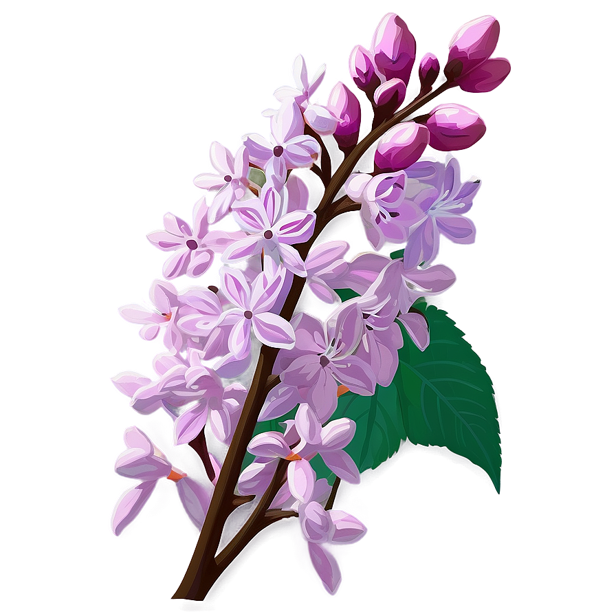 Idaho State Flower Syringa Png Psv12 PNG