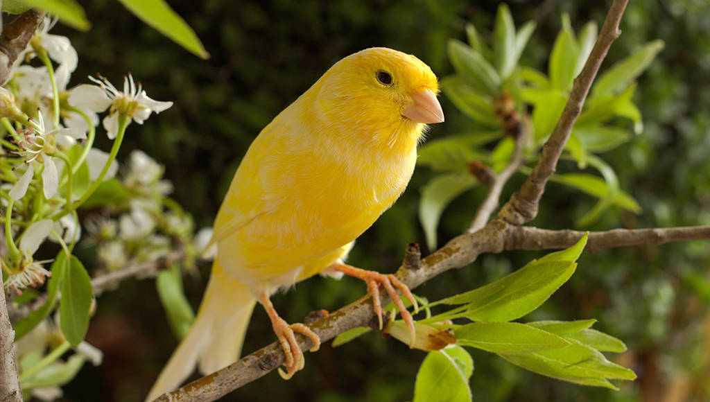 Idle Yellow Factor Canary Bird Wallpaper