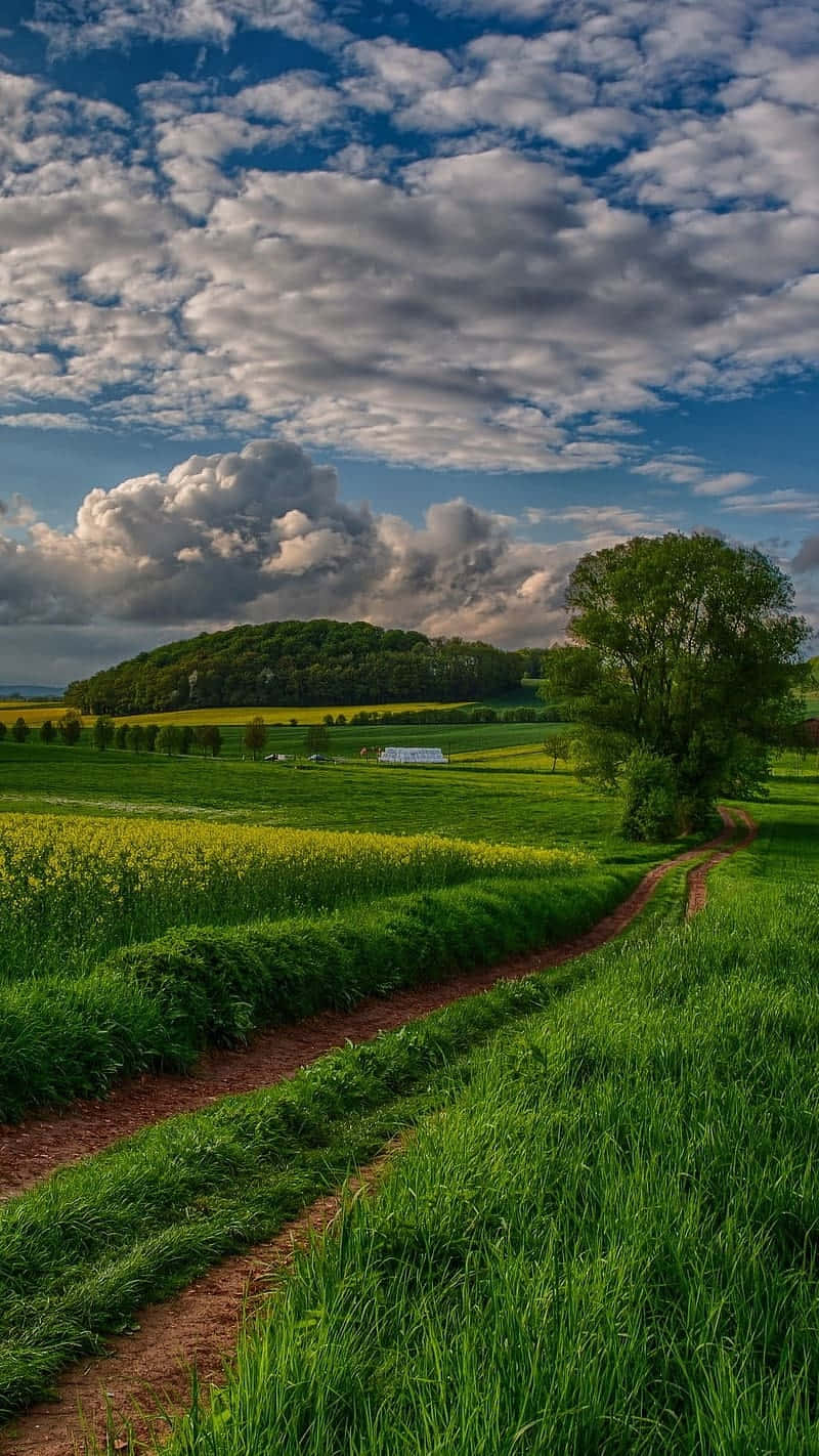 Idyllic Countryside Path Summer Wallpaper