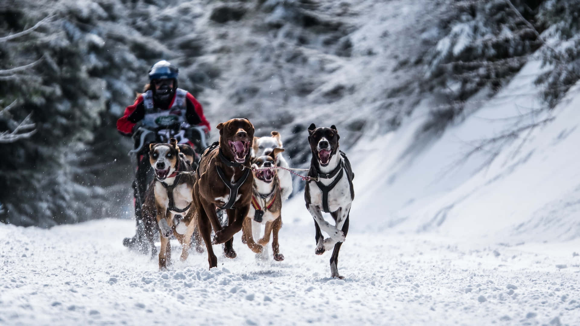 Igniting Spirit: A Team Of Alaskan Sled Dogs Wallpaper
