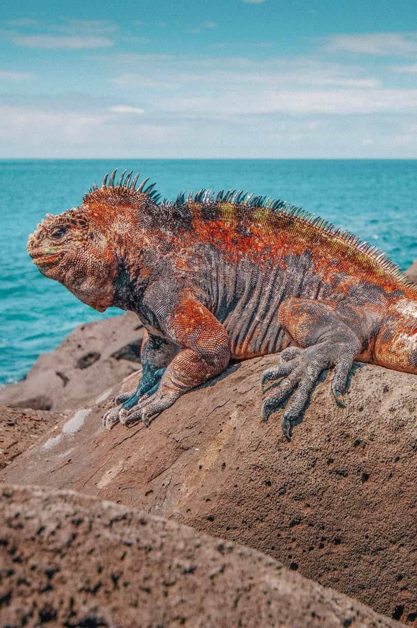 Iguana By The Madagascar Beach Wallpaper