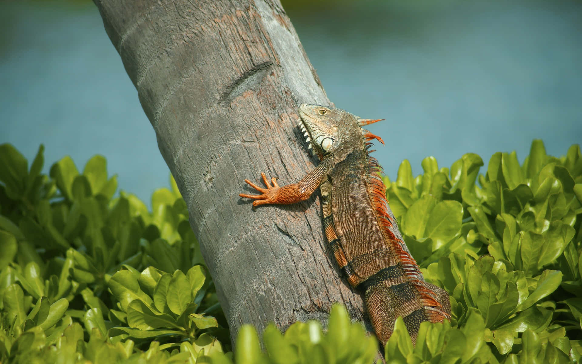 Iguana Climbing Tree Wallpaper