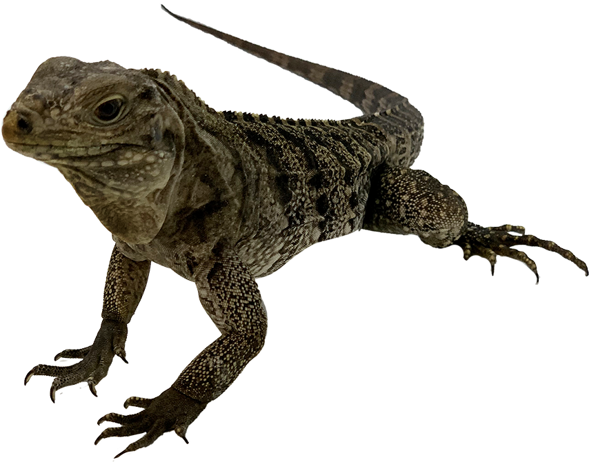 Iguanaon Blue Background.png PNG