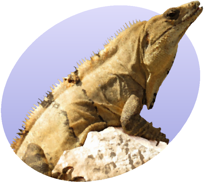 Iguanaon Rock Profile PNG