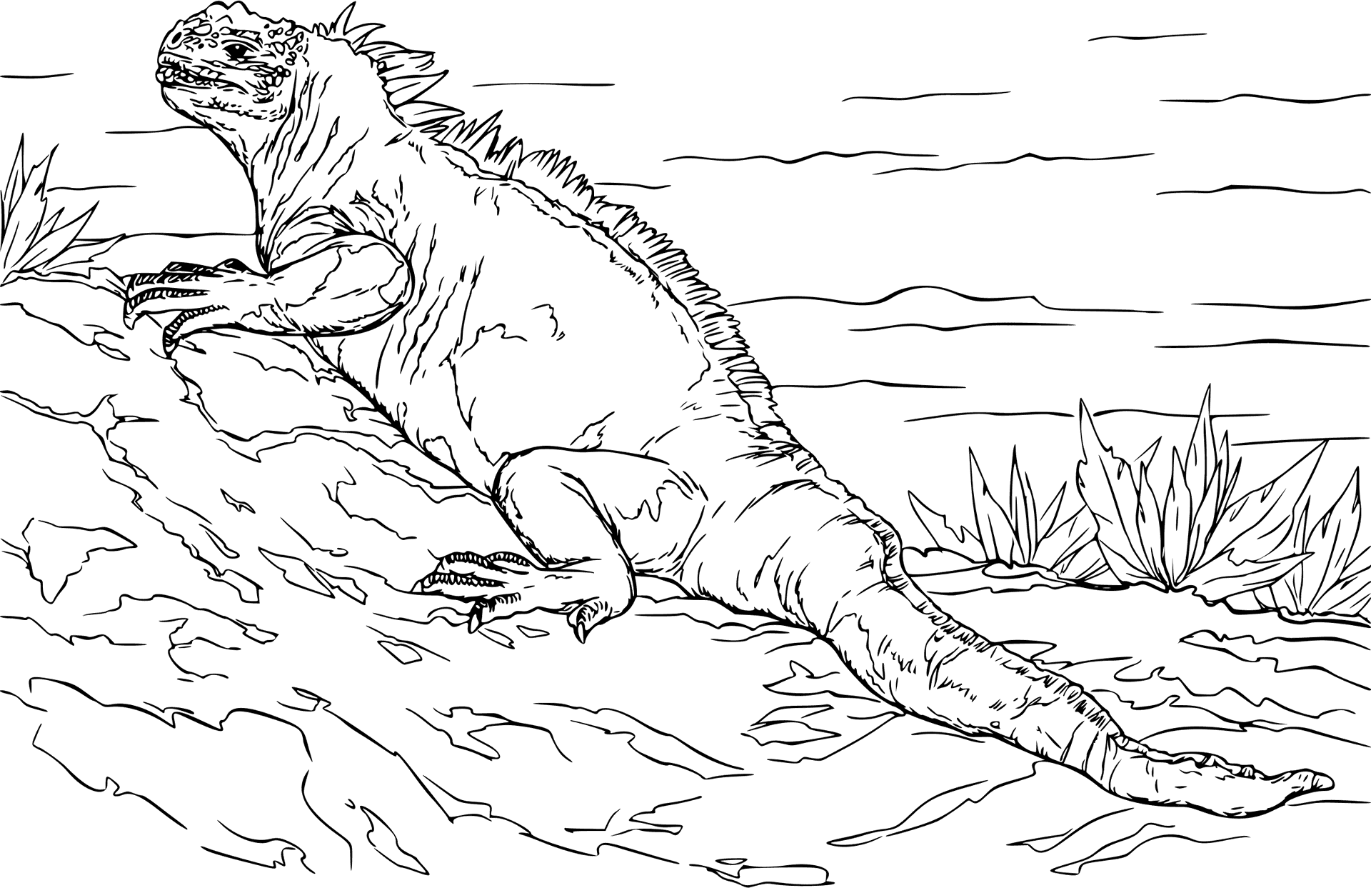 Iguanaon Rocks Line Drawing PNG