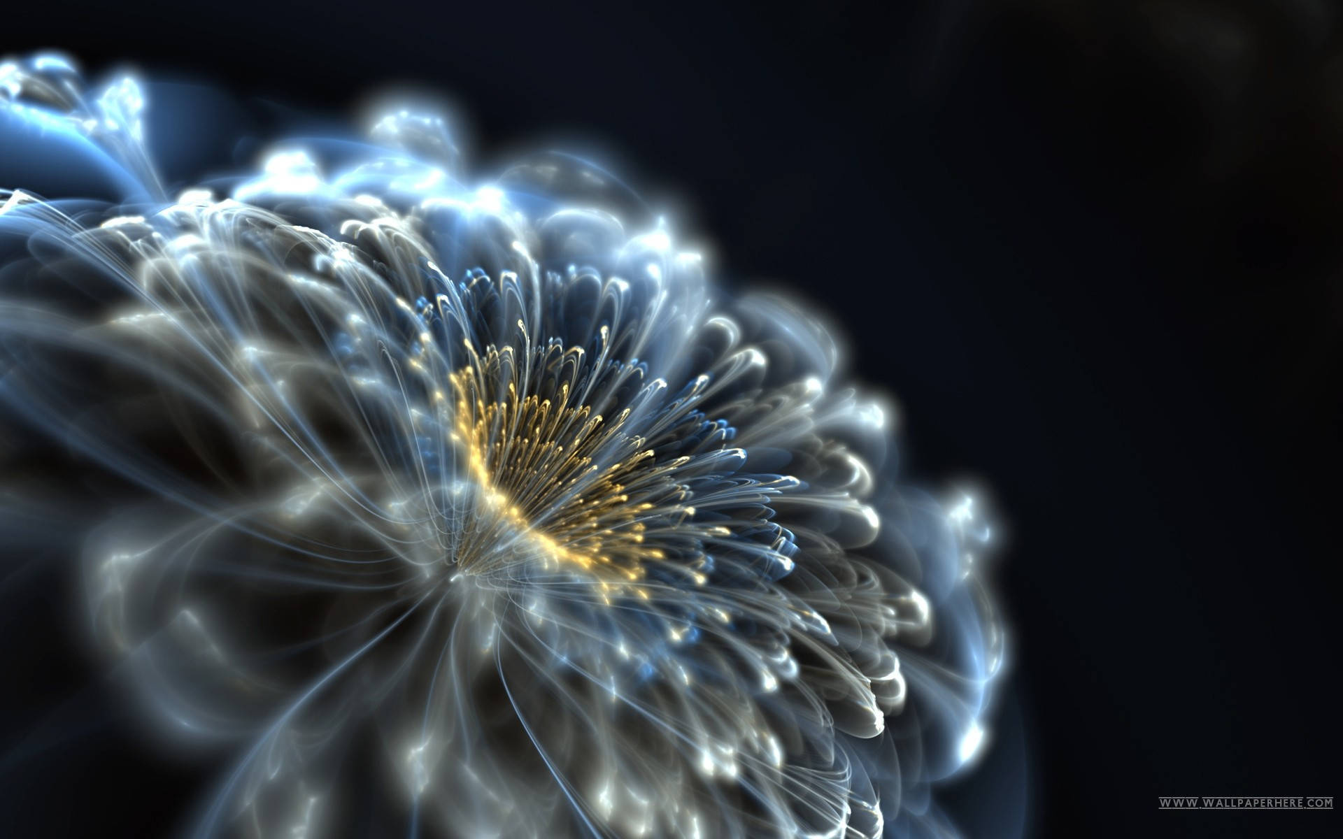 Illuminated Flower Tumblr Desktop Wallpaper