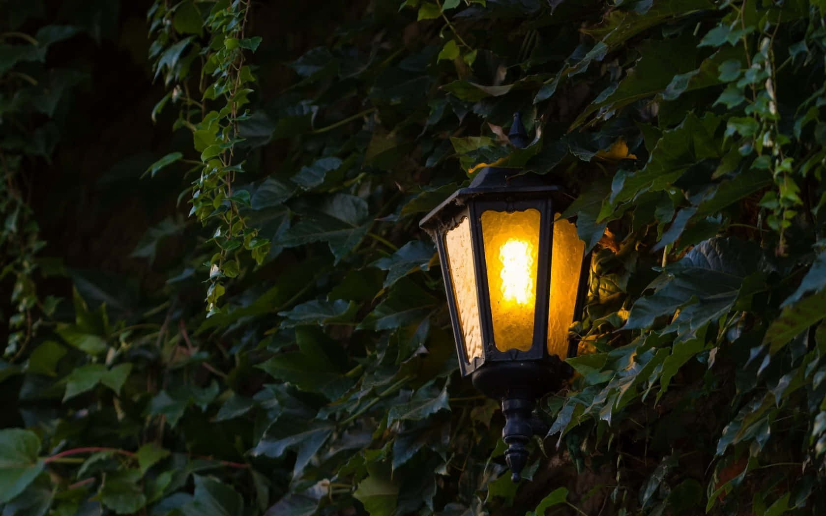 Illuminated Garden Lamp Amongst Leaves.jpg Wallpaper
