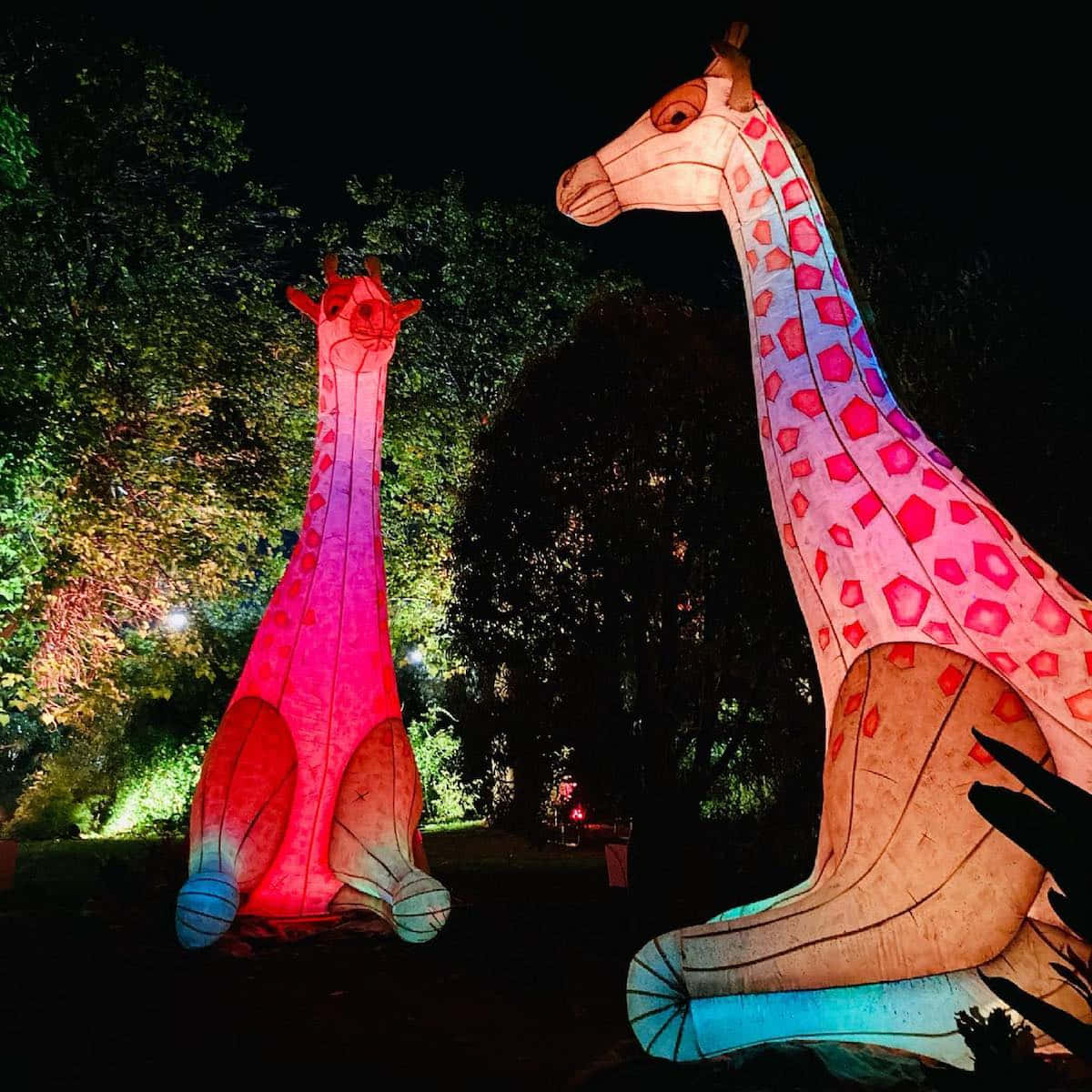 Illuminated Giraffe Lanterns Adelaide Zoo Wallpaper