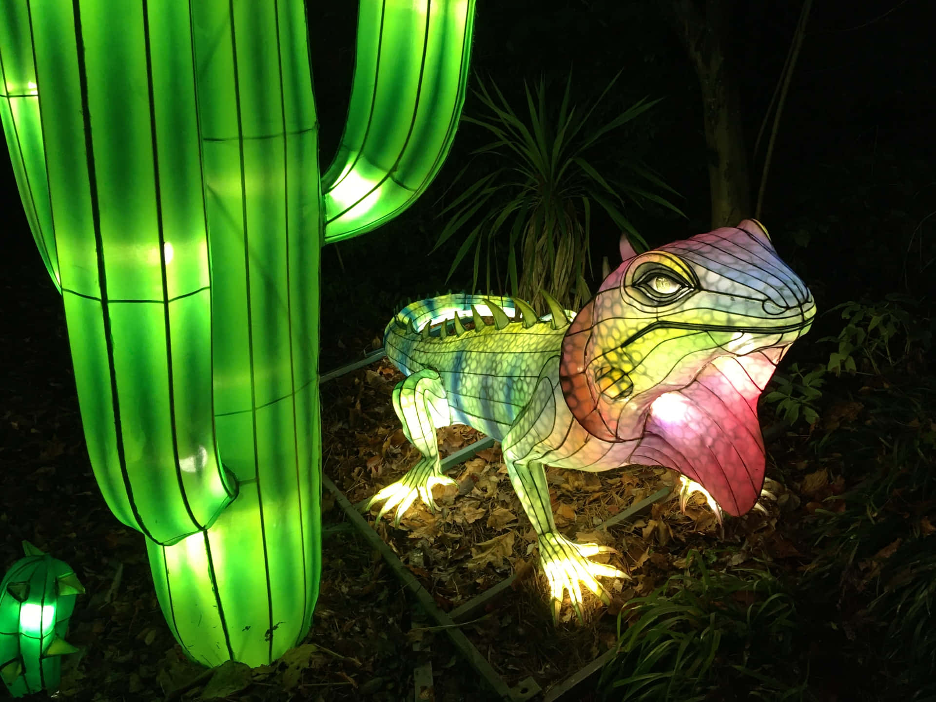Illuminated Lantern Frogand Cactus Wallpaper