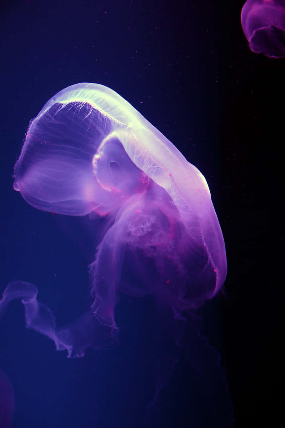 Illuminated Moon Jellyfish Underwater Wallpaper