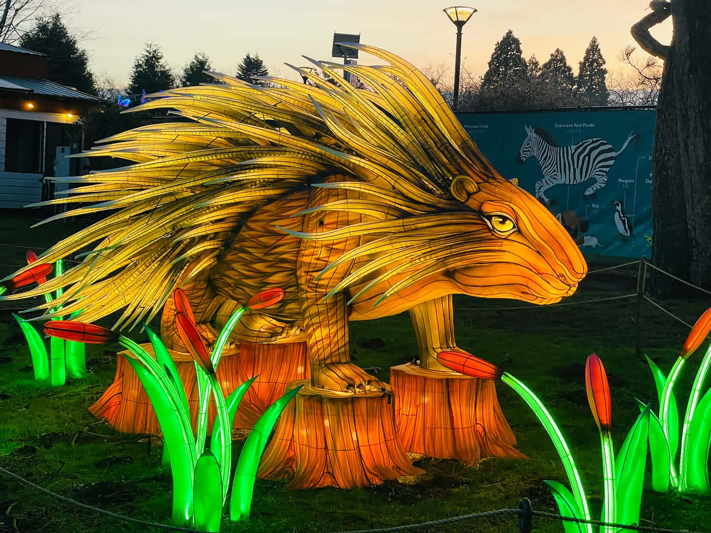 Illuminated Porcupine Sculpture Woodland Park Zoo Wallpaper