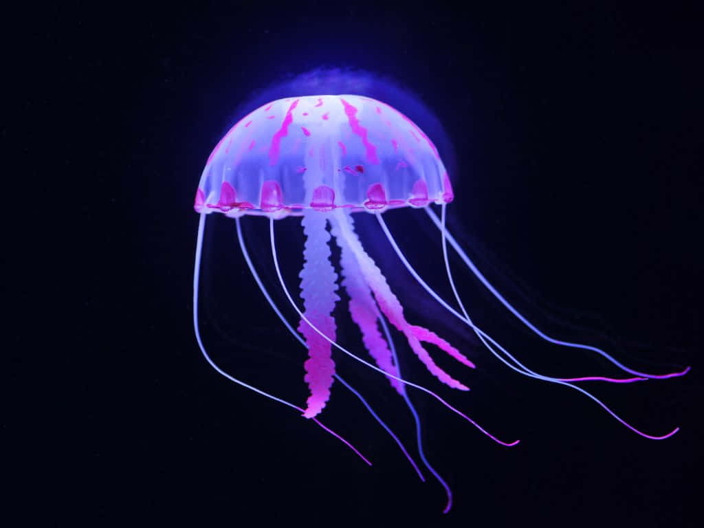 Illuminated Purple Jellyfish Underwater Wallpaper