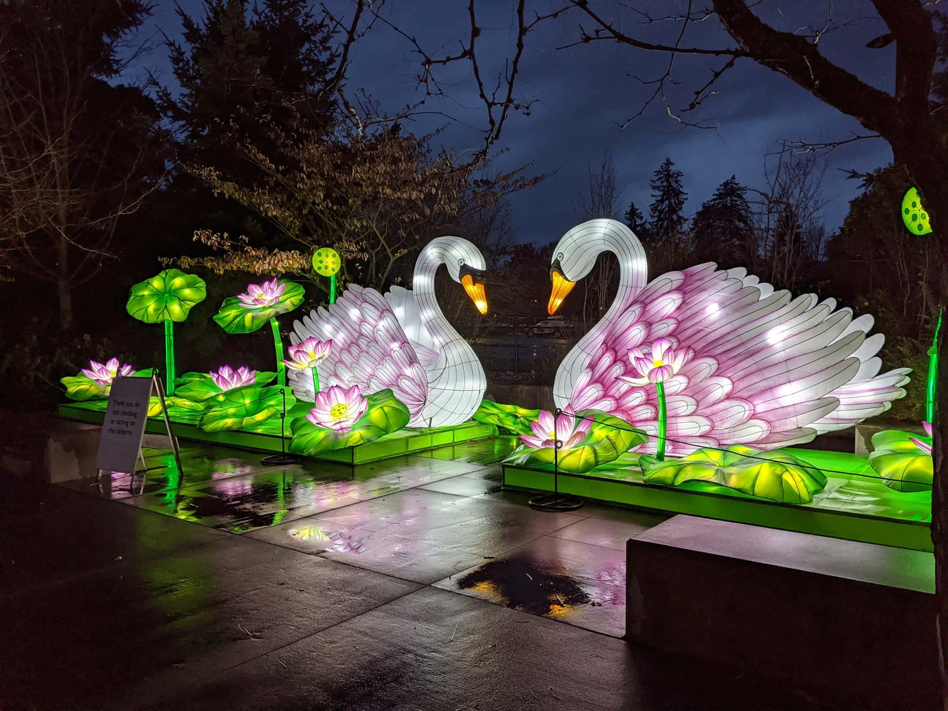 Illuminated Swans Lantern Displayat Night Wallpaper