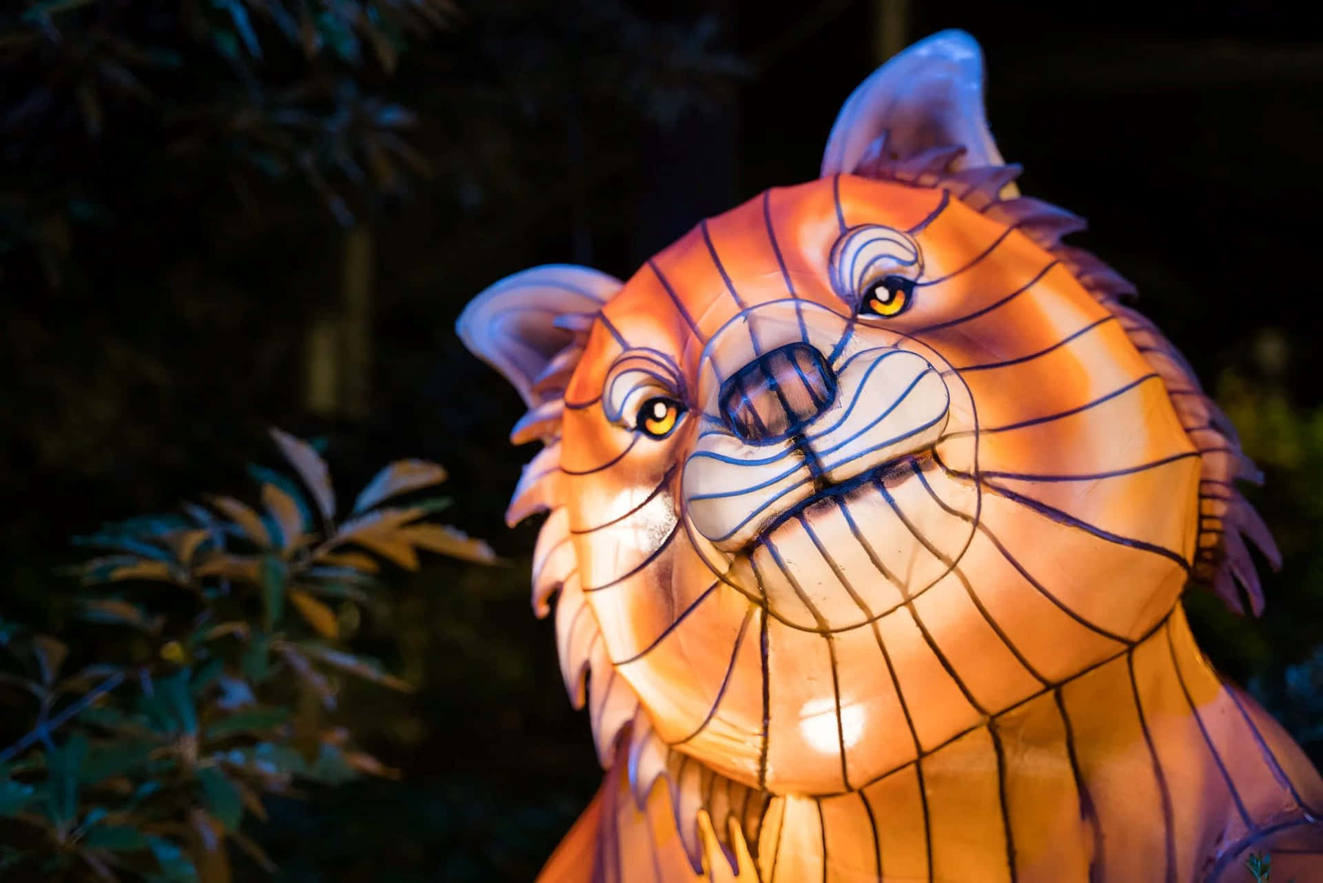 Illuminated Tiger Lantern Woodland Park Zoo Wallpaper