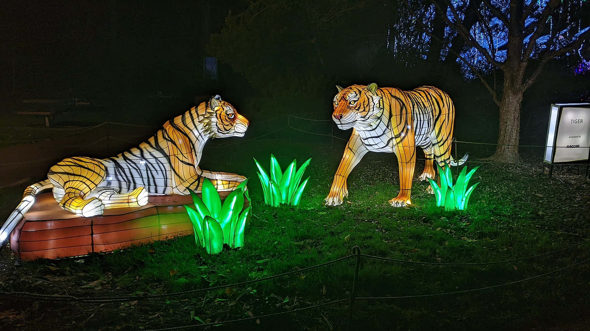 Illuminated Tiger Sculpturesat Night Wallpaper