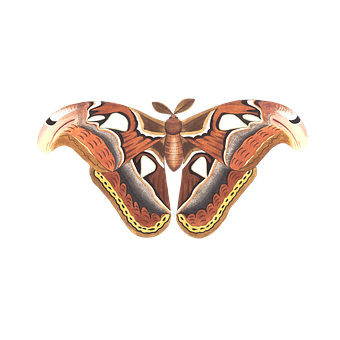 Illustrated Atlas Moth PNG