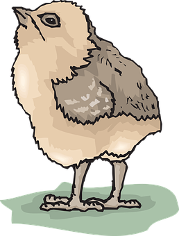 Illustrated Baby Chick Standing PNG