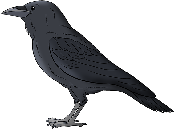 Illustrated Black Bird Standing PNG