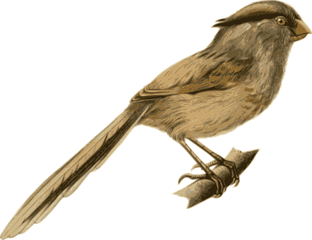 Illustrated Brown Bird Perched PNG