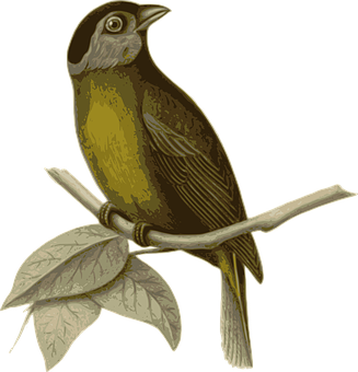 Illustrated Brown Birdon Branch PNG