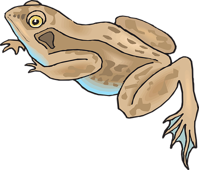 Illustrated Brown Frog Graphic PNG