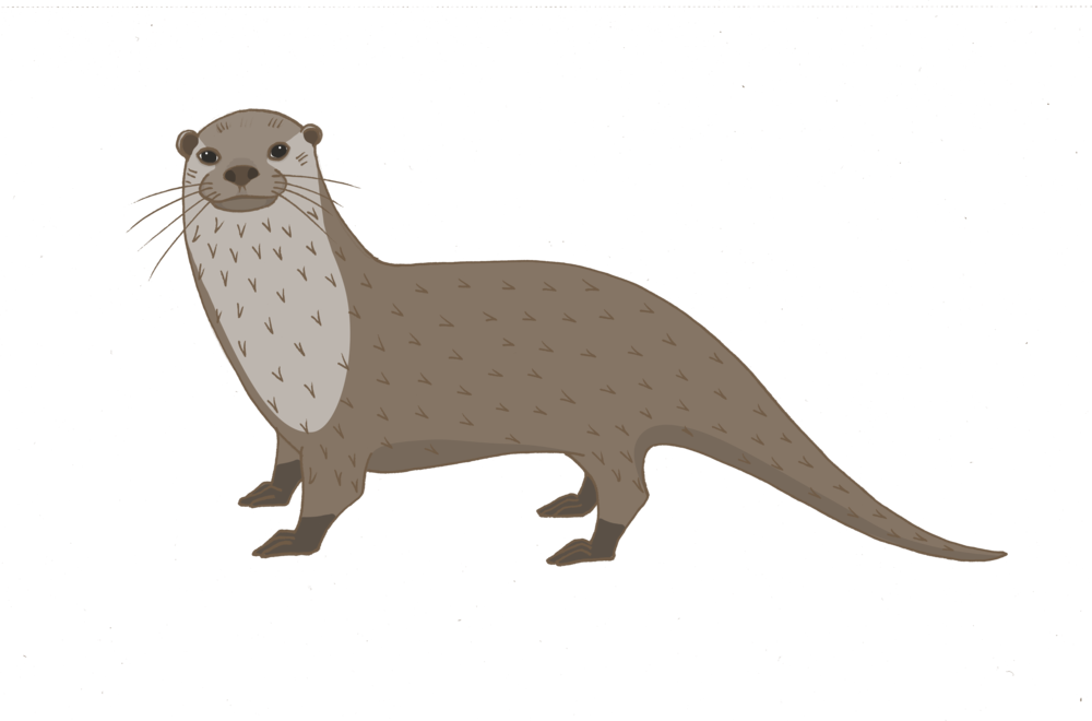 Illustrated Brown Otteron Blue Background PNG
