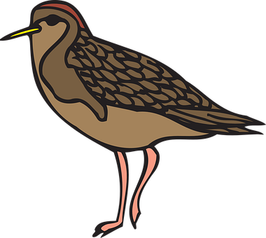 Illustrated Brown Shorebird PNG
