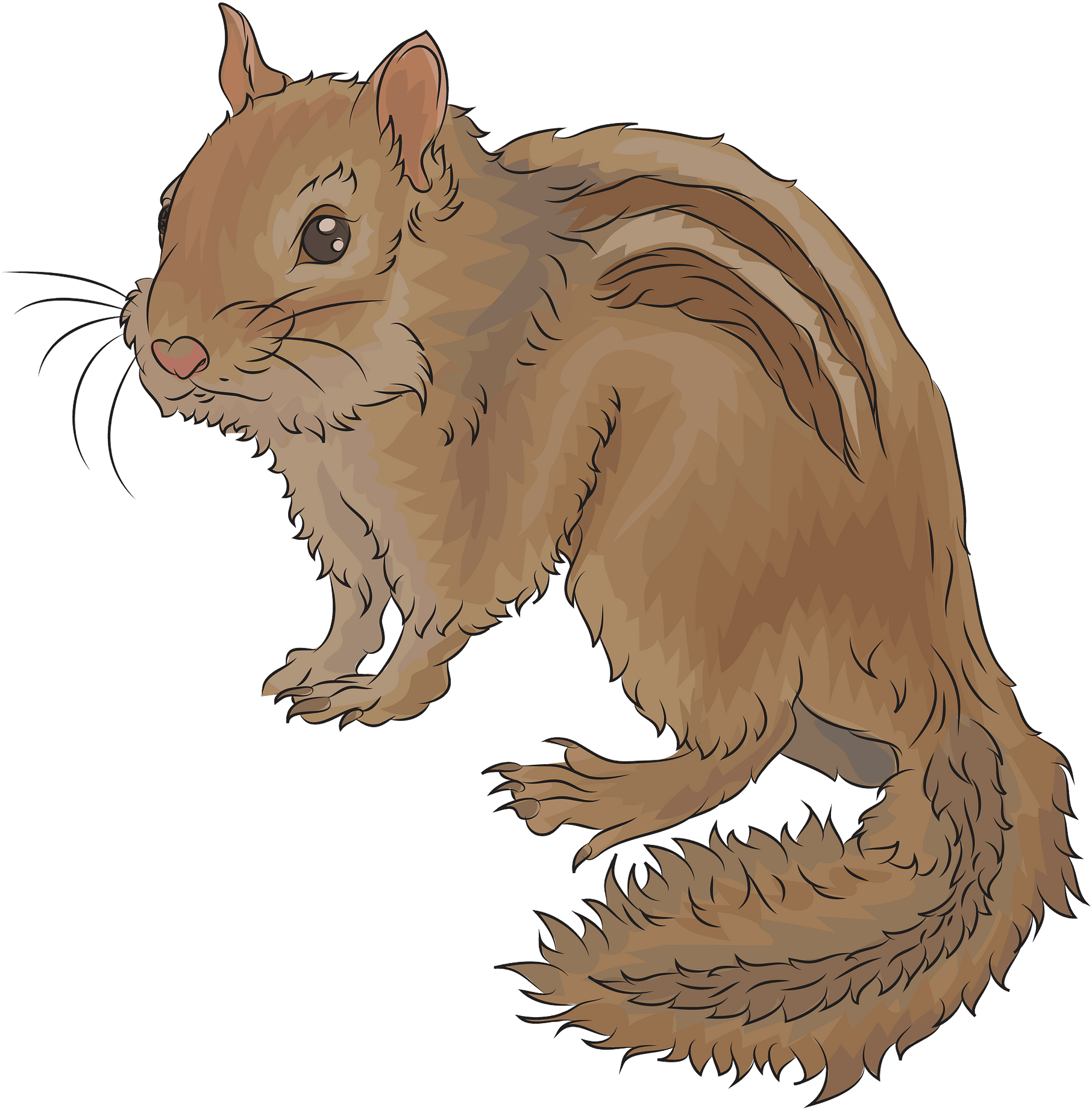 Illustrated Brown Squirrel PNG