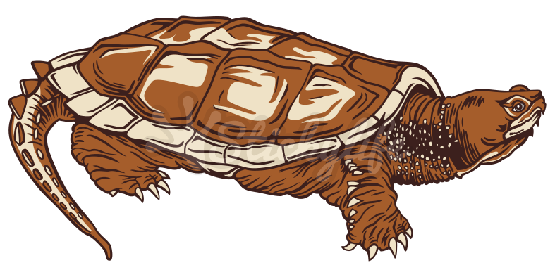 Illustrated Brown Turtle PNG