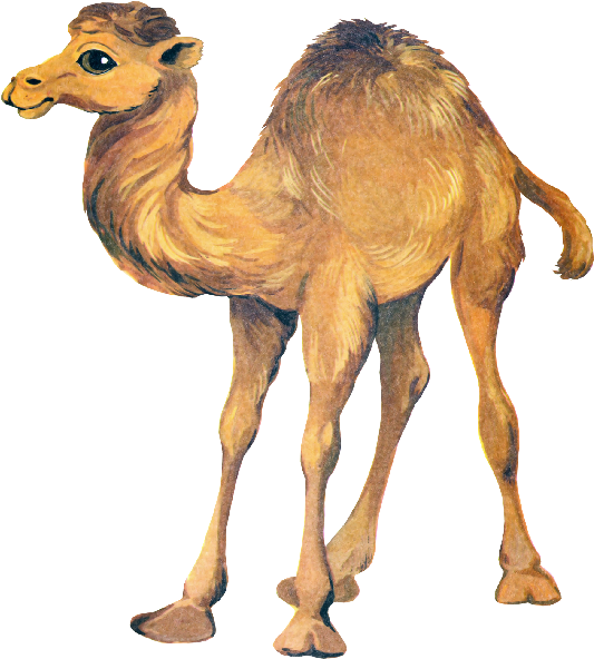 Illustrated Camel Standing Side View.png PNG