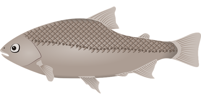 Illustrated Cartoon Fish PNG