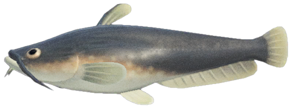 Illustrated Channel Catfish PNG