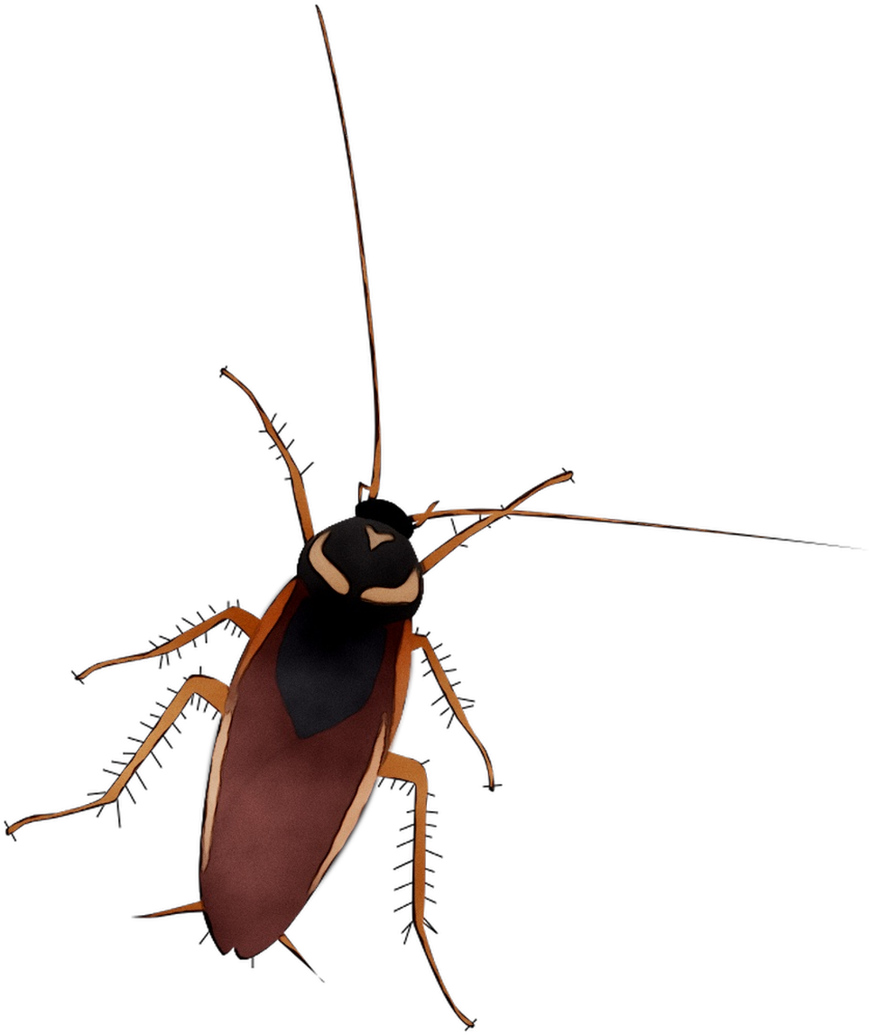 Illustrated Cockroach Graphic PNG