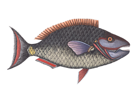 Illustrated Colorful Fish PNG