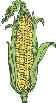 Illustrated Corn Cob PNG