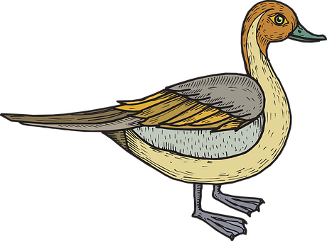 Illustrated Duck Side View PNG