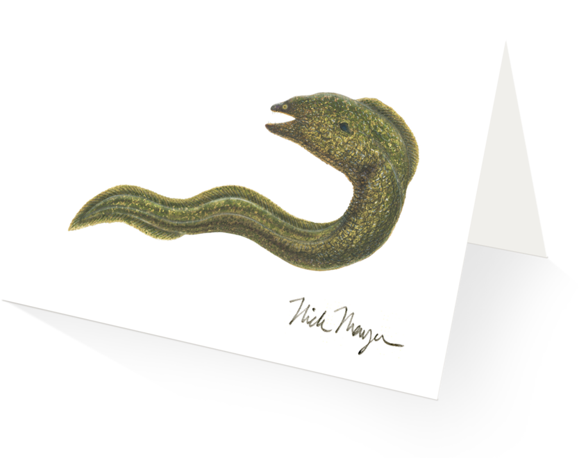 Illustrated Eel Artwork PNG