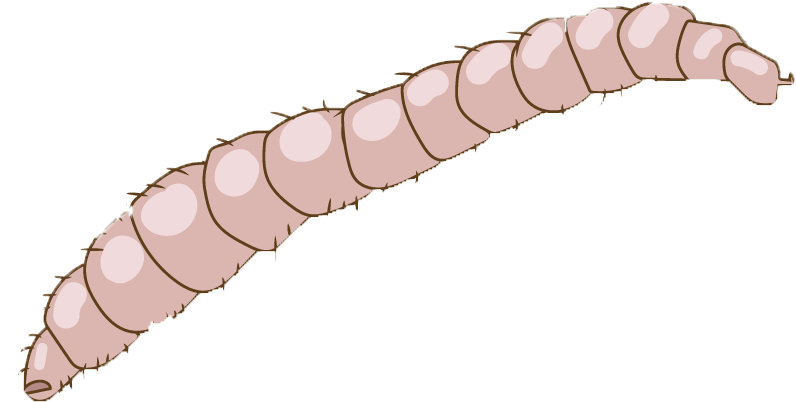 Illustrated Flea Larva Stage PNG