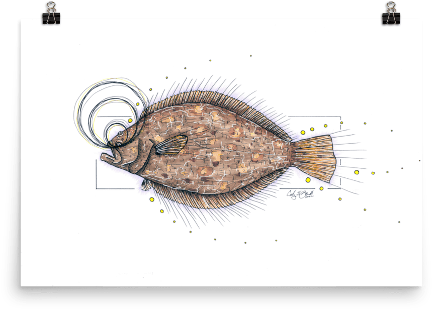 Illustrated Flounder Sketch PNG
