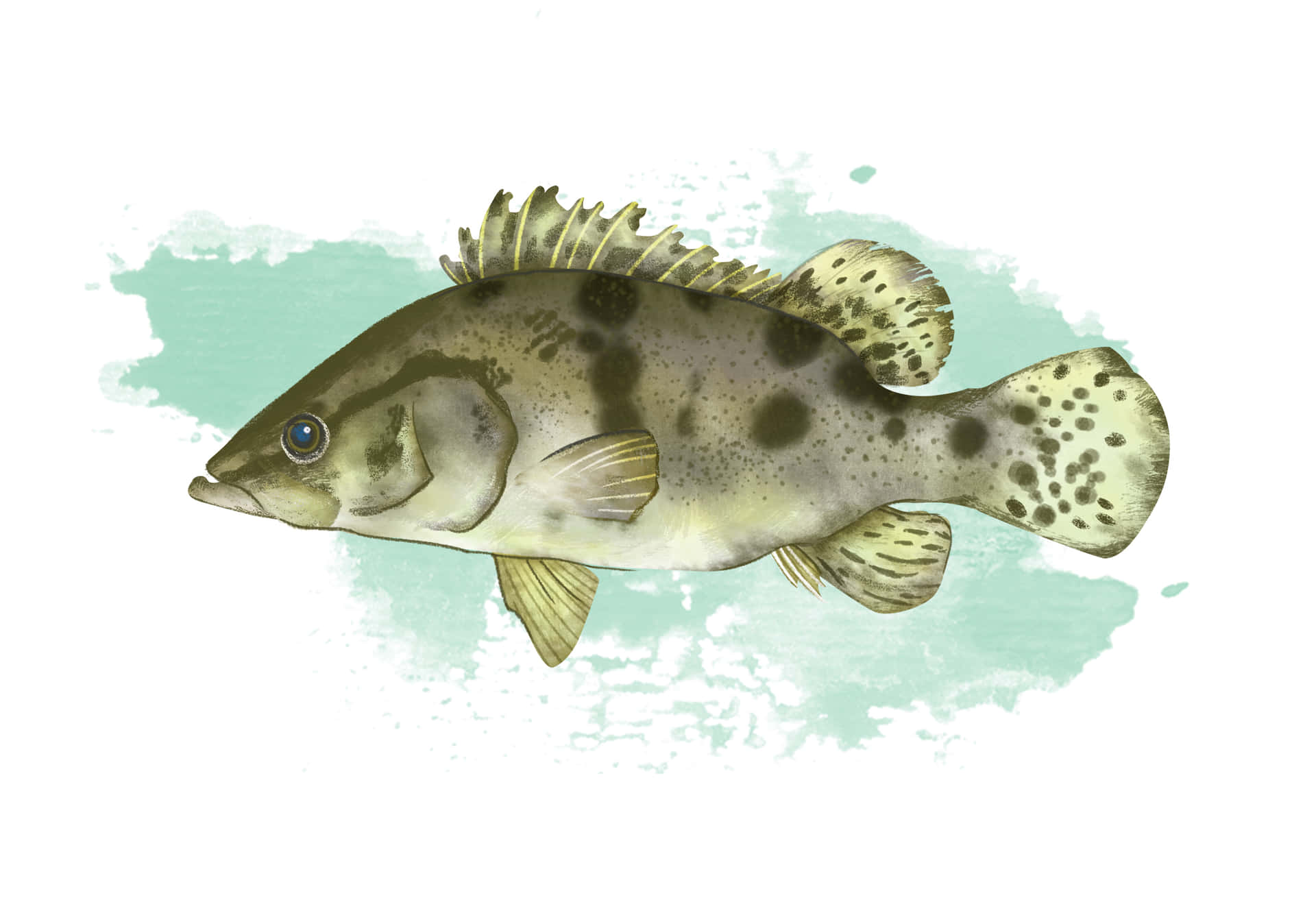 Illustrated Freshwater Perch Wallpaper