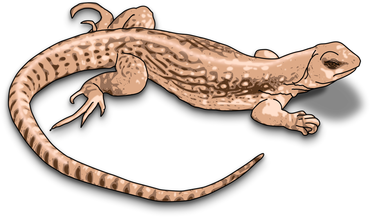 Illustrated Geckoon Blue Background.png PNG