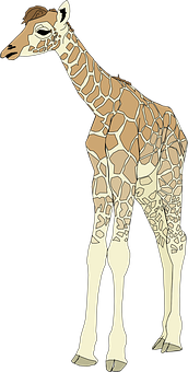 Illustrated Giraffe Standing Side View PNG